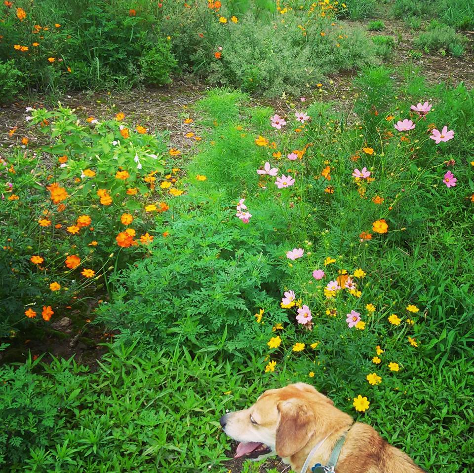 19894732_10155571284653885_6111920196698581264_n