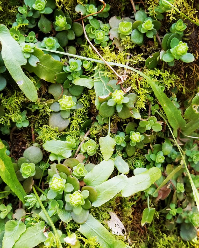 29063538_10156303528603885_8285946857012592640_n