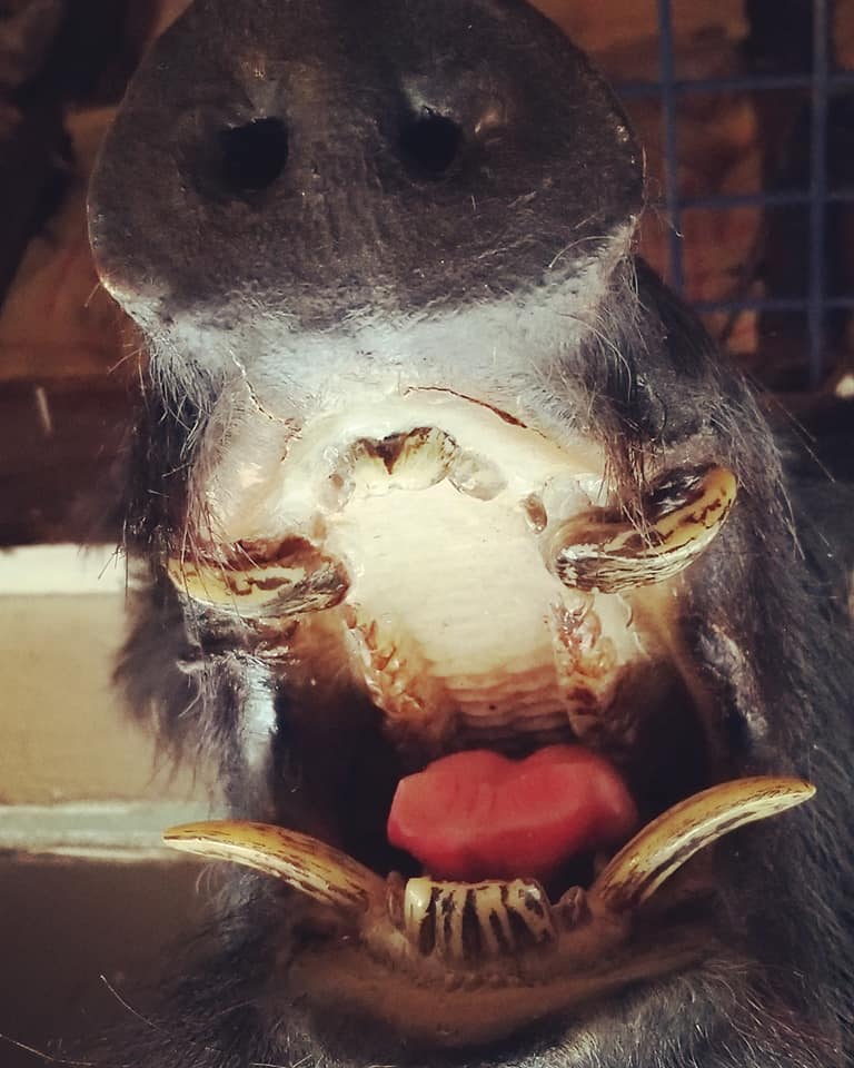 31502999_10156444253433885_6403749573516328960_n