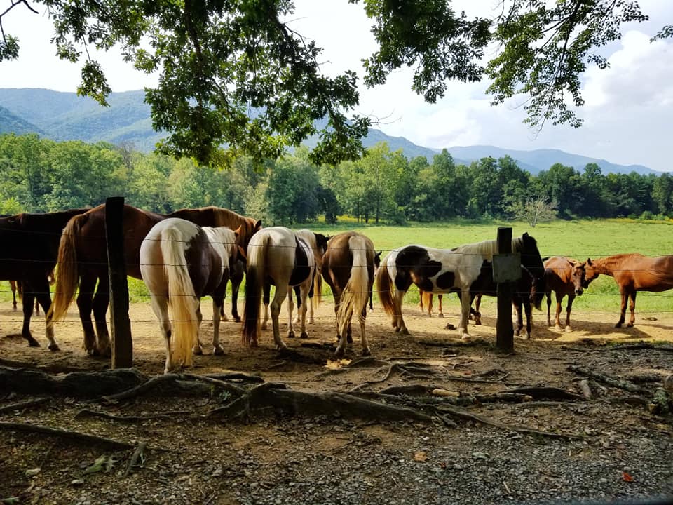 41418428_10156789139428885_7651256222305222656_n