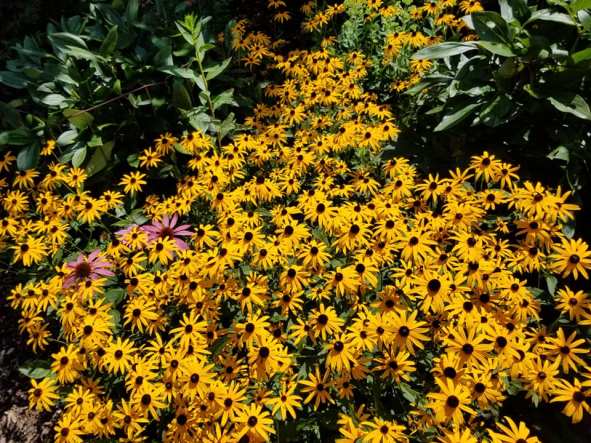 69254912_10157701115028885_1266831742468096000_n