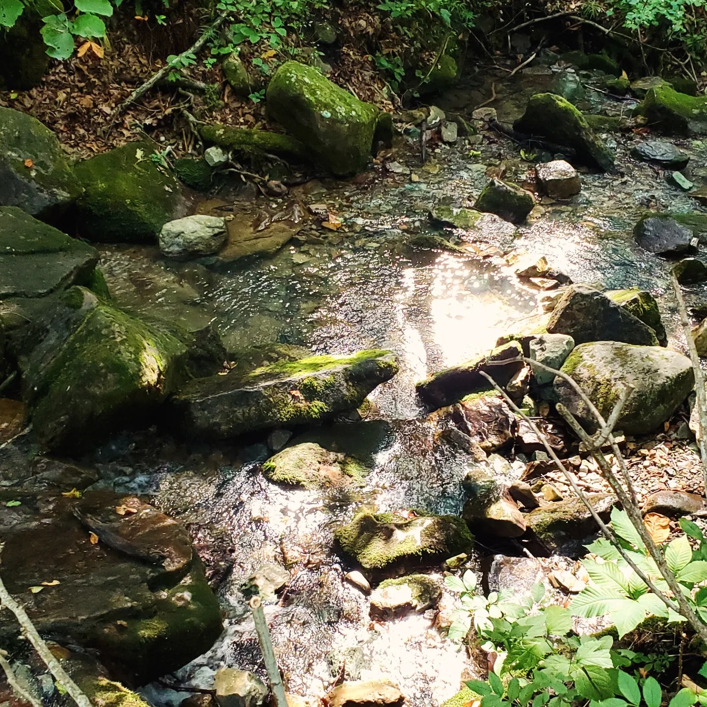 IMG_20240728_073457_431