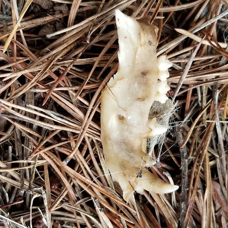 90429472_10158383578908885_4966072243990822912_o