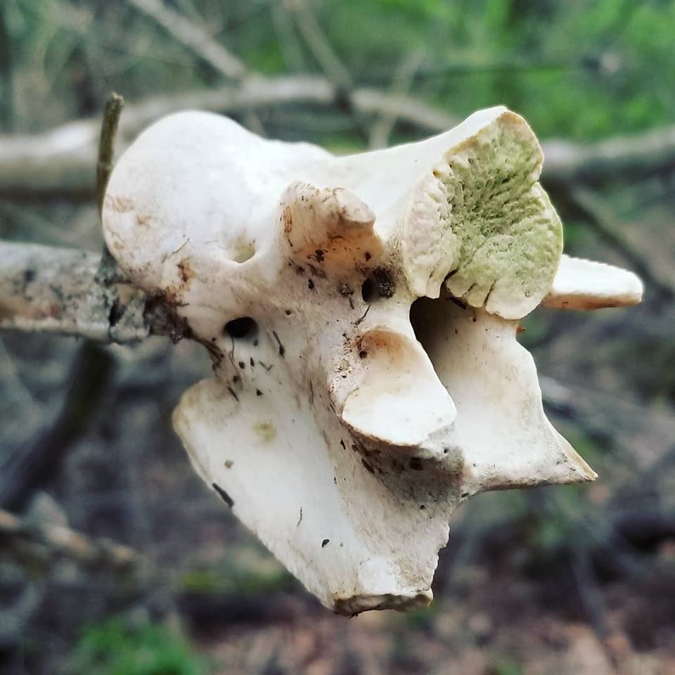 90624760_10158383578693885_5917569497631293440_o