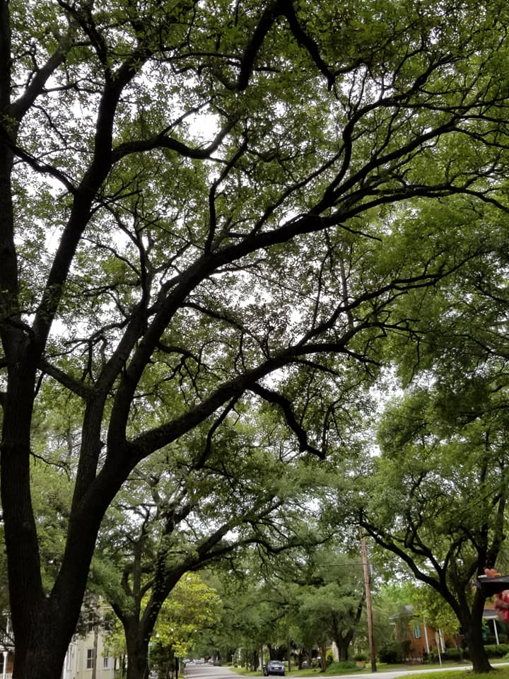 101183656_10158662069348885_3387855527181549568_n