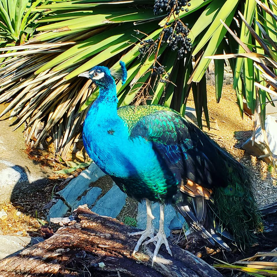 135242951_157880672781381_8588752603115895651_n