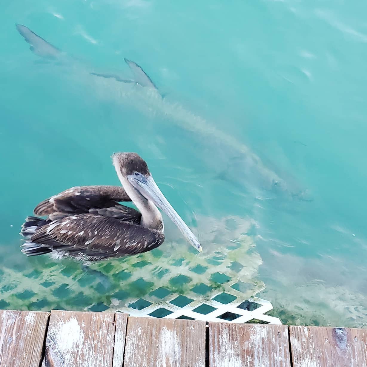 165288885_215634020339379_2778735629309552324_n