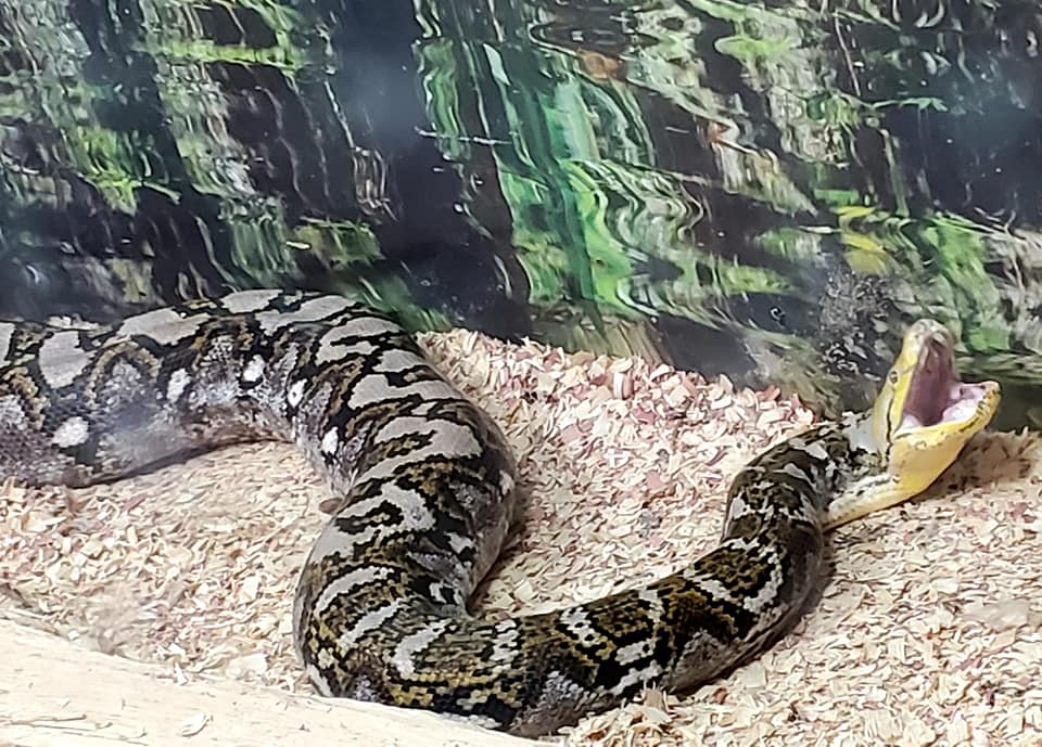 169105847_221746526394795_2989934900919173670_n