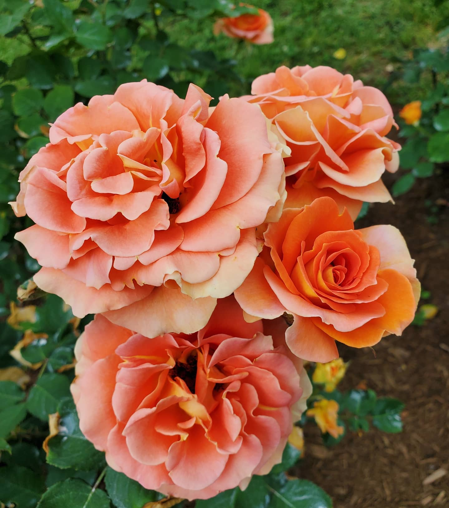 181796470_242376117665169_5036085958503923804_n