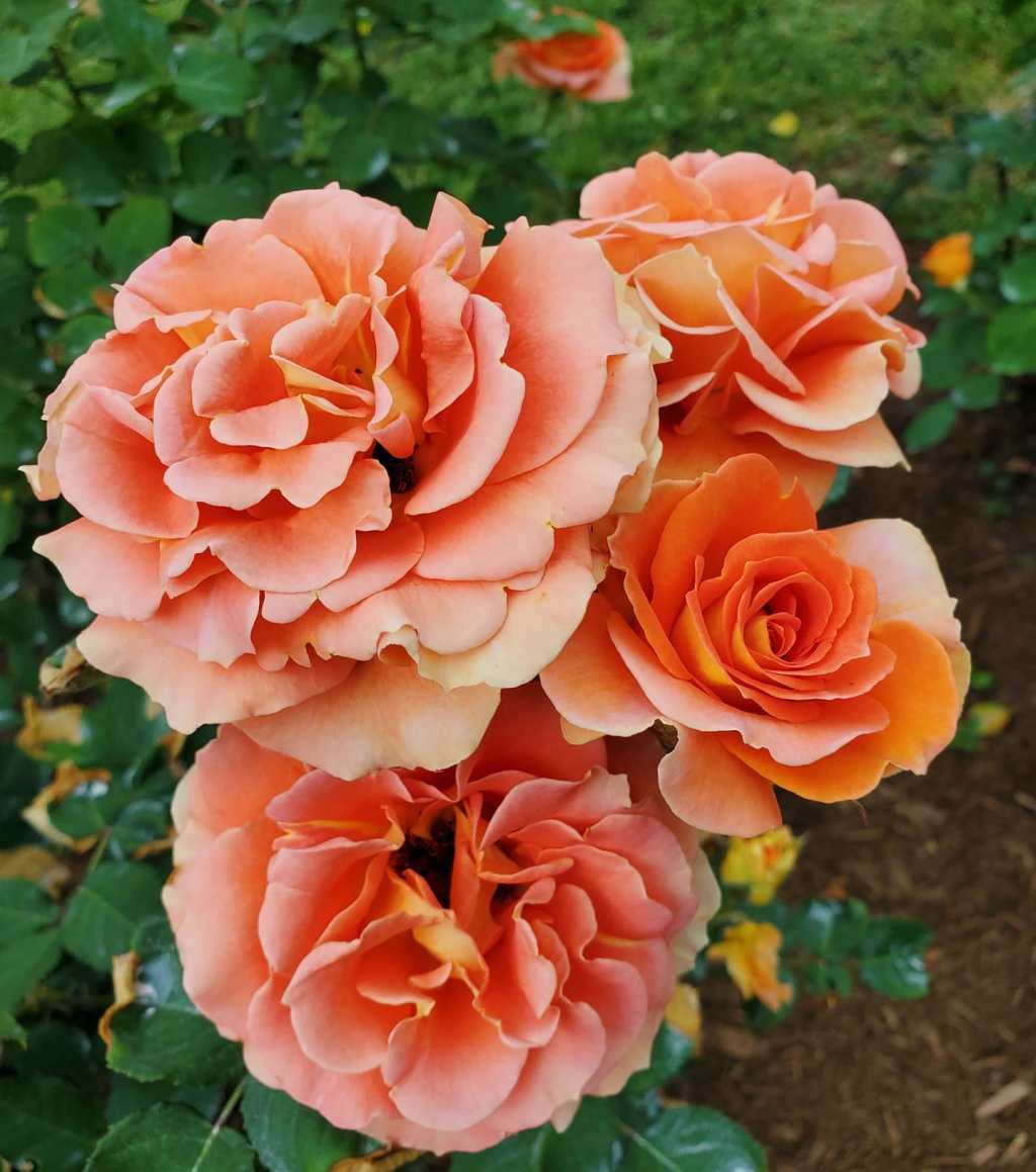 Roses in Raleigh: I Beg Your&nbsp;Pardon!