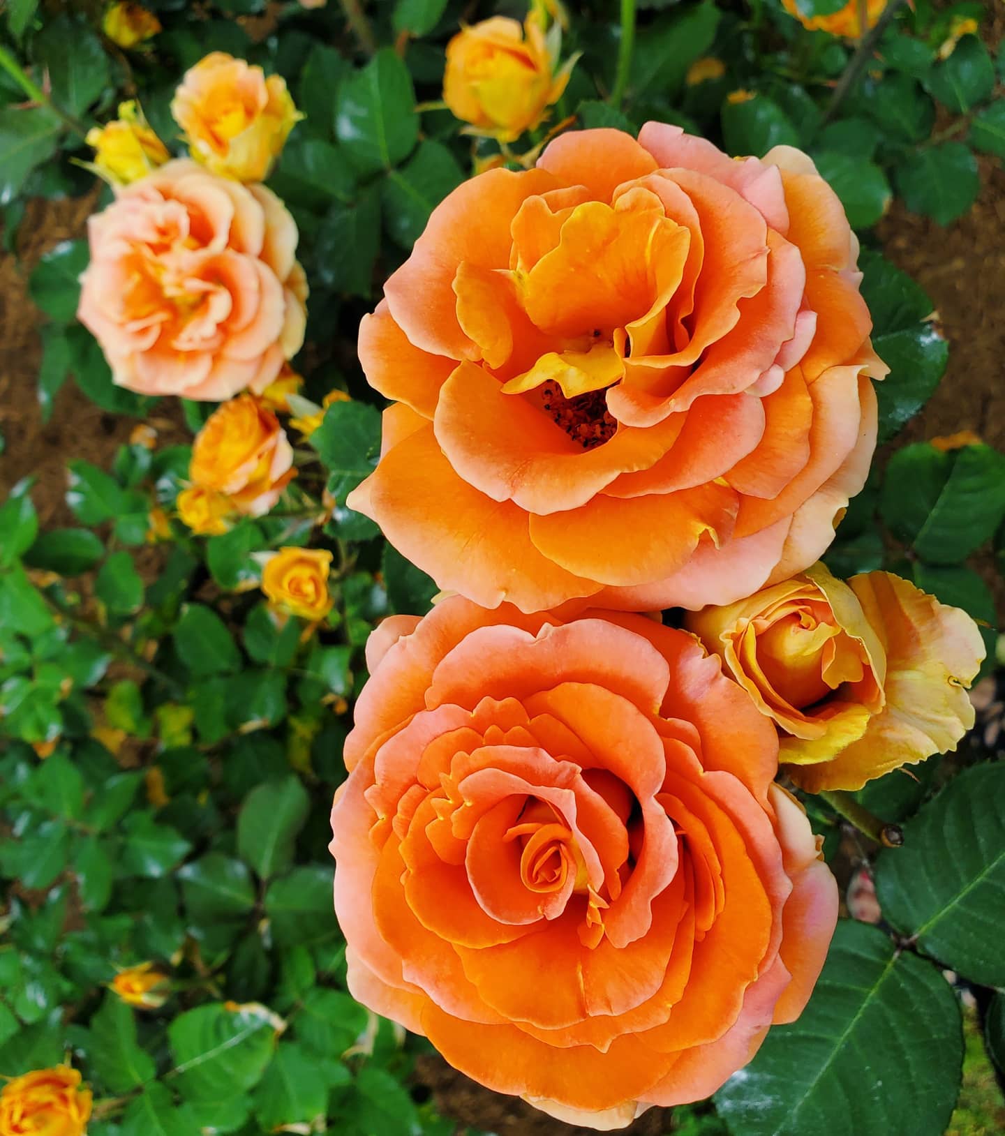 182756254_242376147665166_5183079499843426616_n