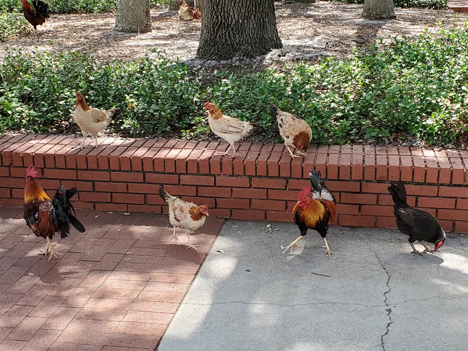 197418911_268418388394275_994343745166870601_n