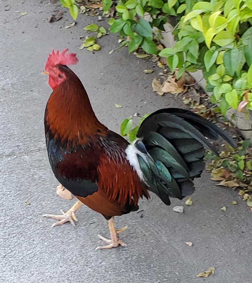 ROOST169369429_221745073061607_4114750320252838766_n