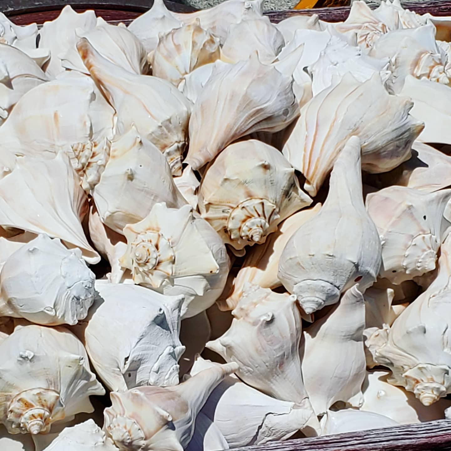 SHELLA167463536_218718550030926_5400842728579225267_n