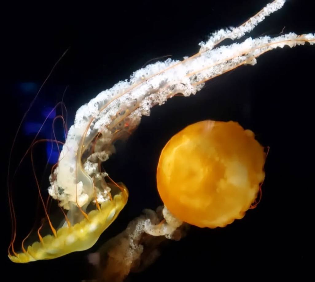 472783690_1095811878988251_177397509247355953_n