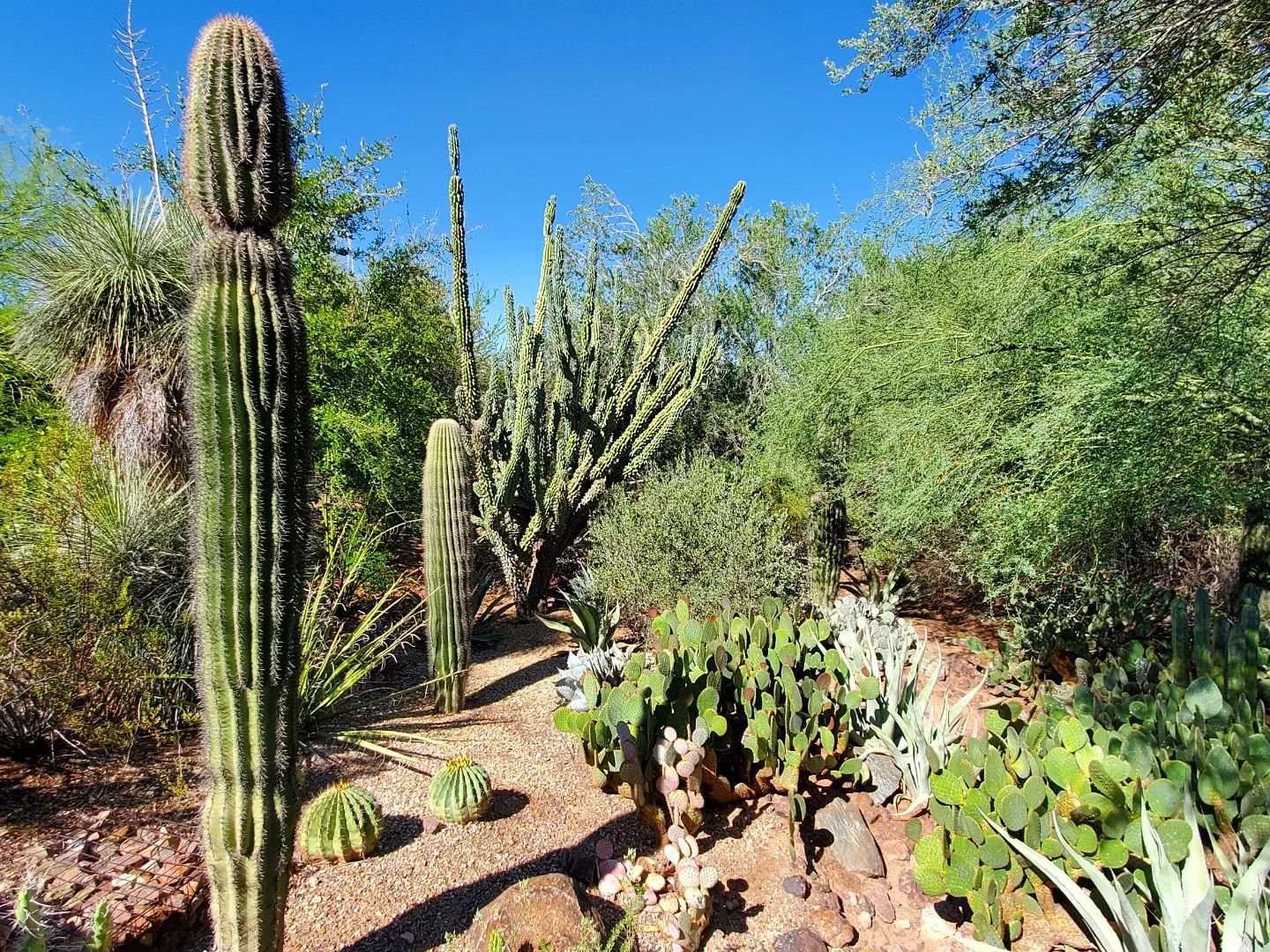 Stunning Sonora: Arizona’s Desert Botanical Gardens & The Tovrea Castle