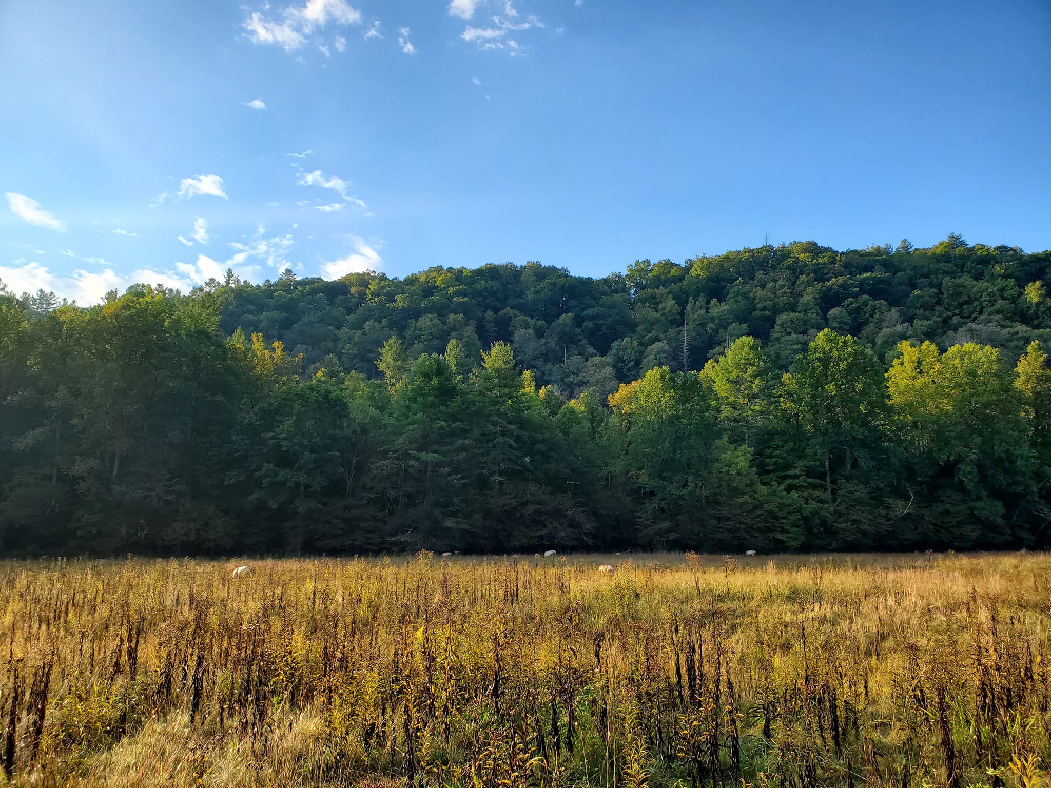 Elk Viewing in North Carolina’s Gorgeous Cataloochee Valley