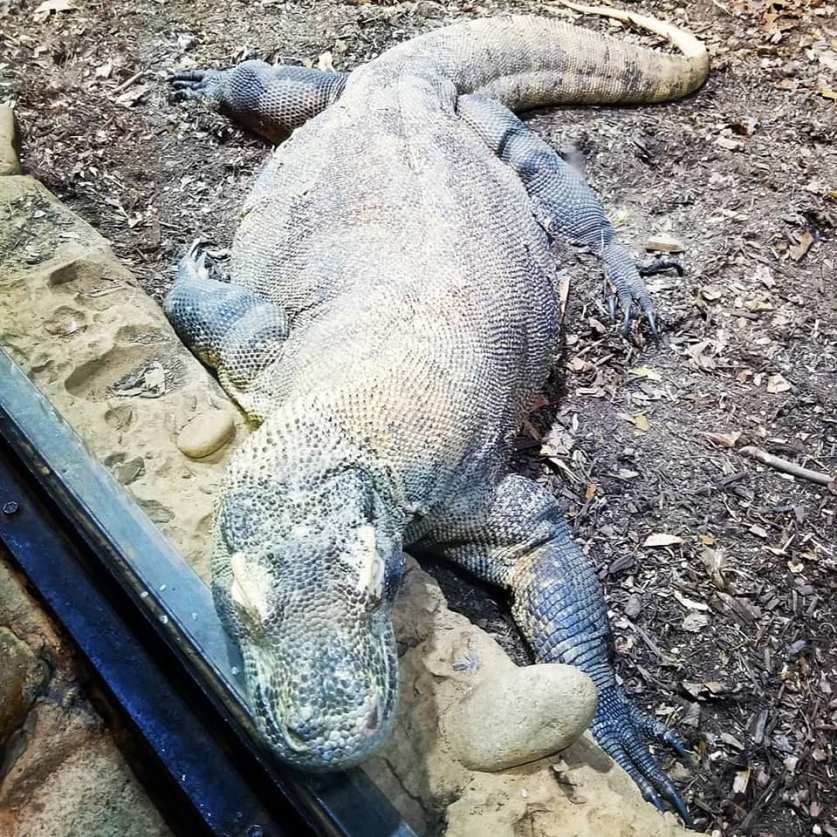 58755146_10157383485198885_718070935063625728_n