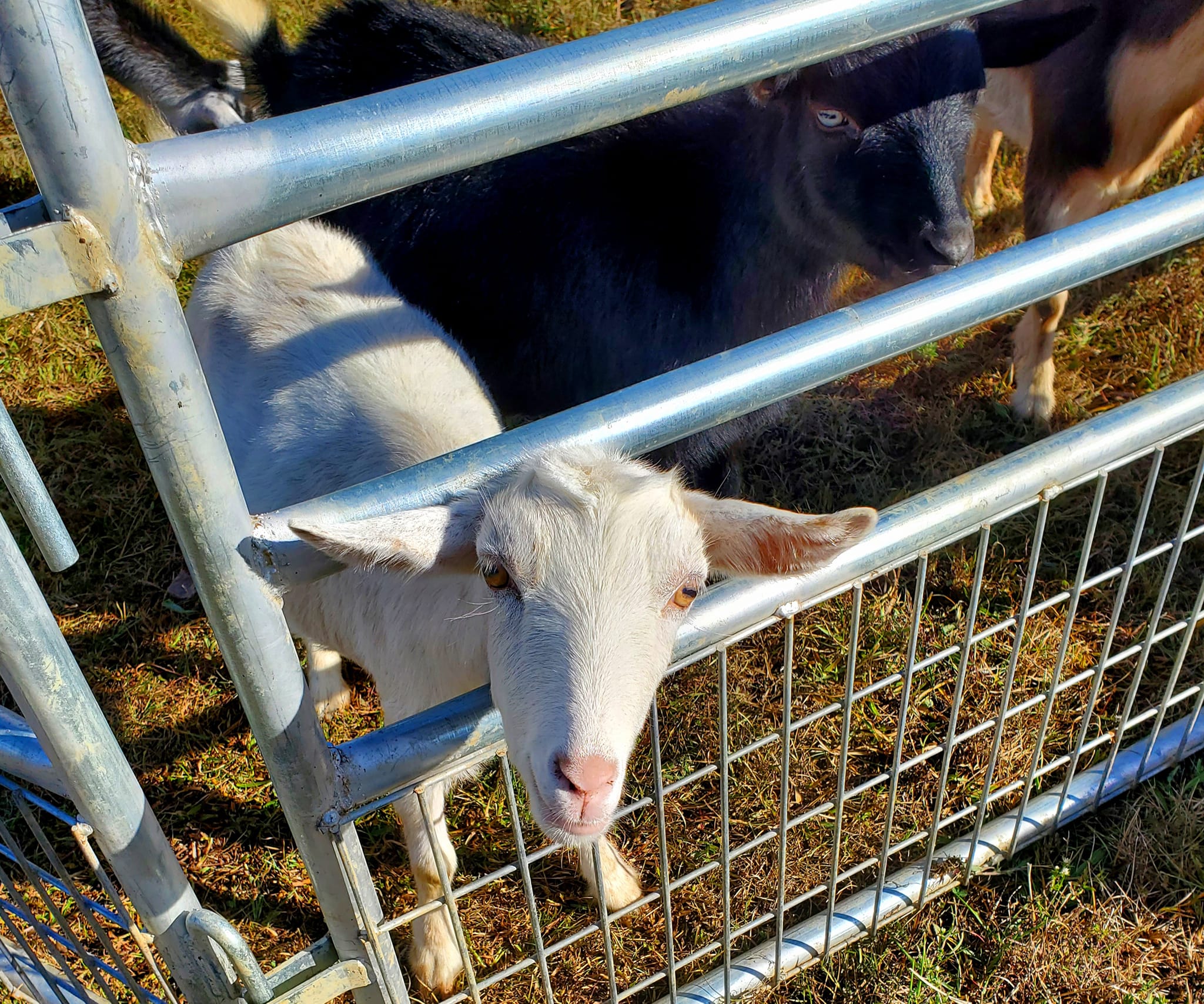 370268834_813064517262990_2243865910668688301_n