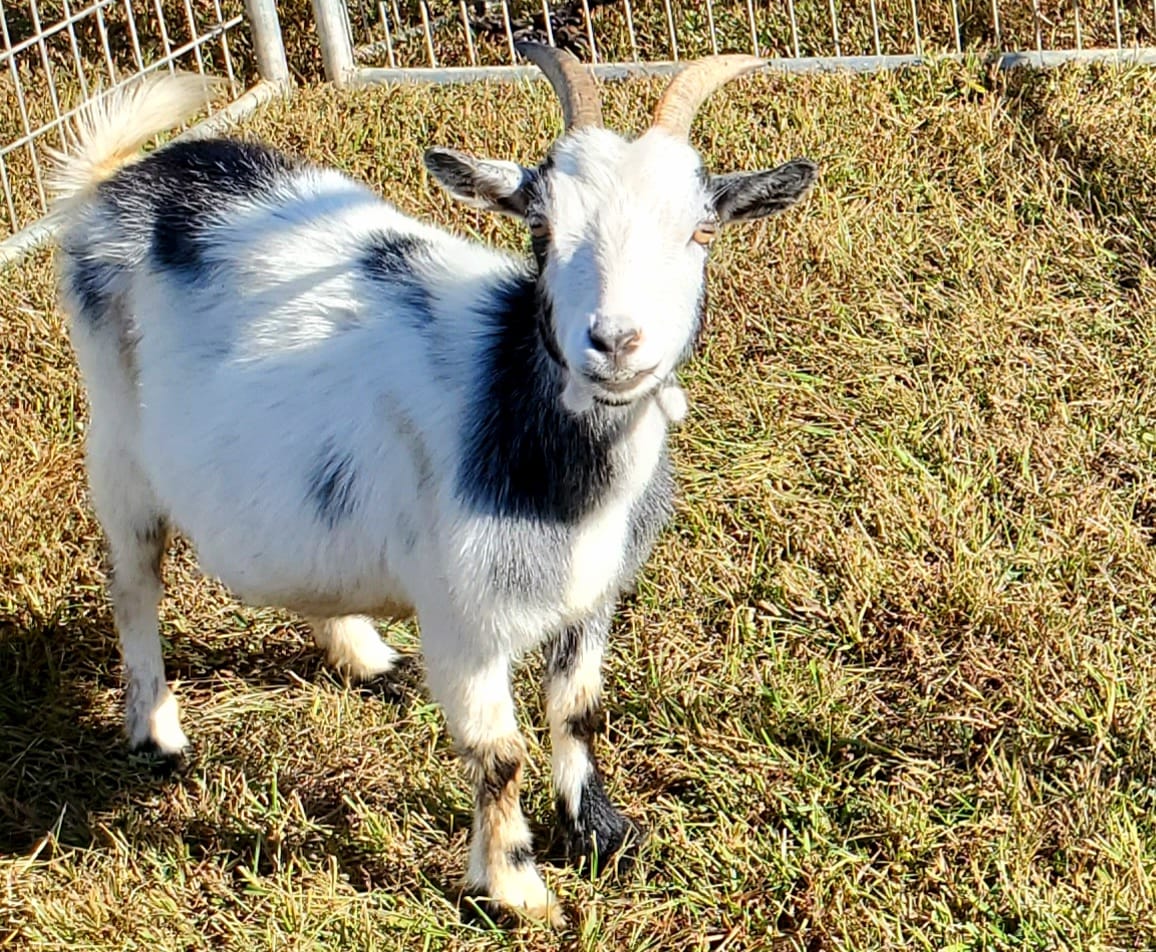 382605480_813064170596358_1703820185755094709_n