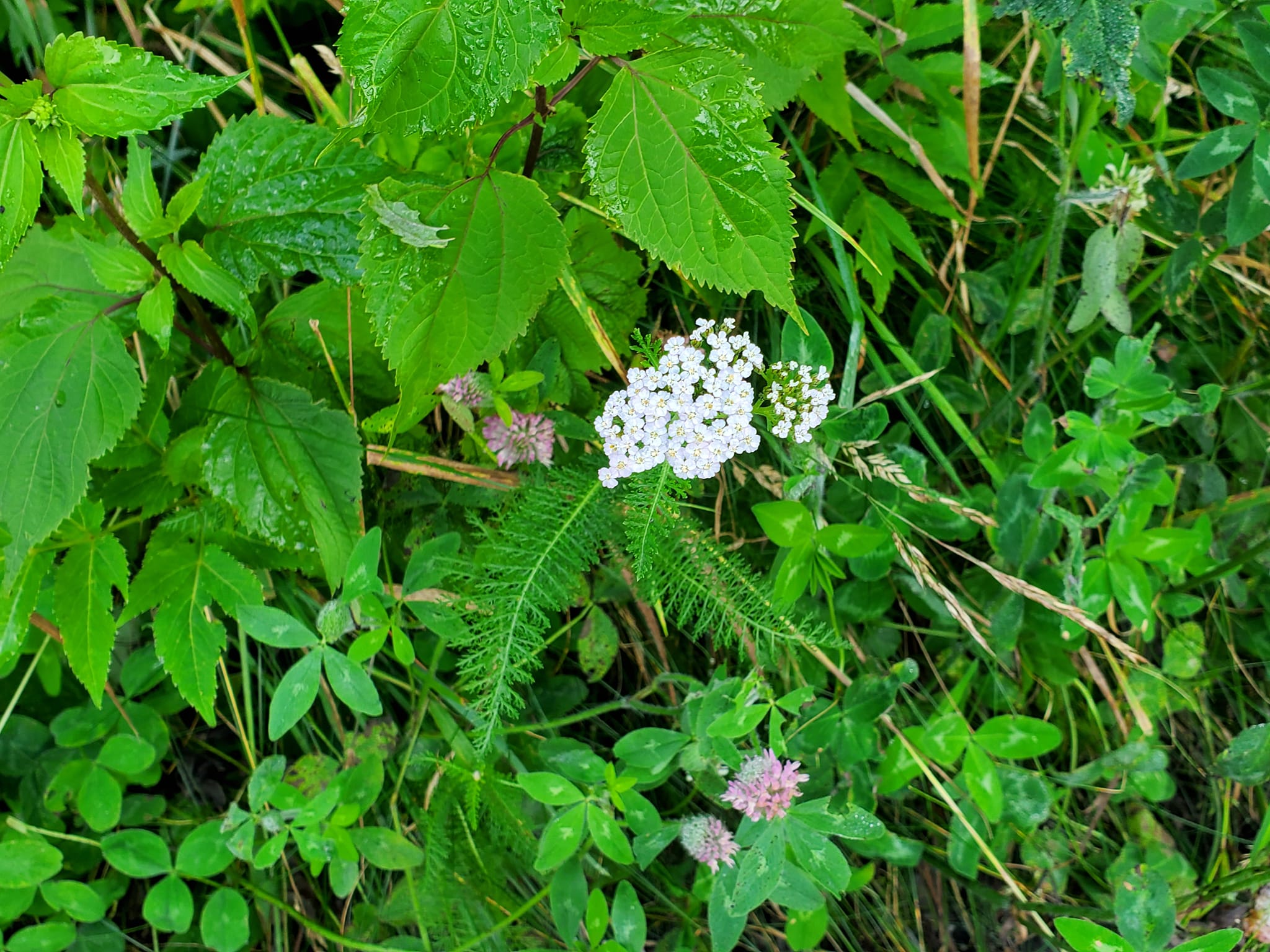 455061054_993086792594094_3949758589730914830_n