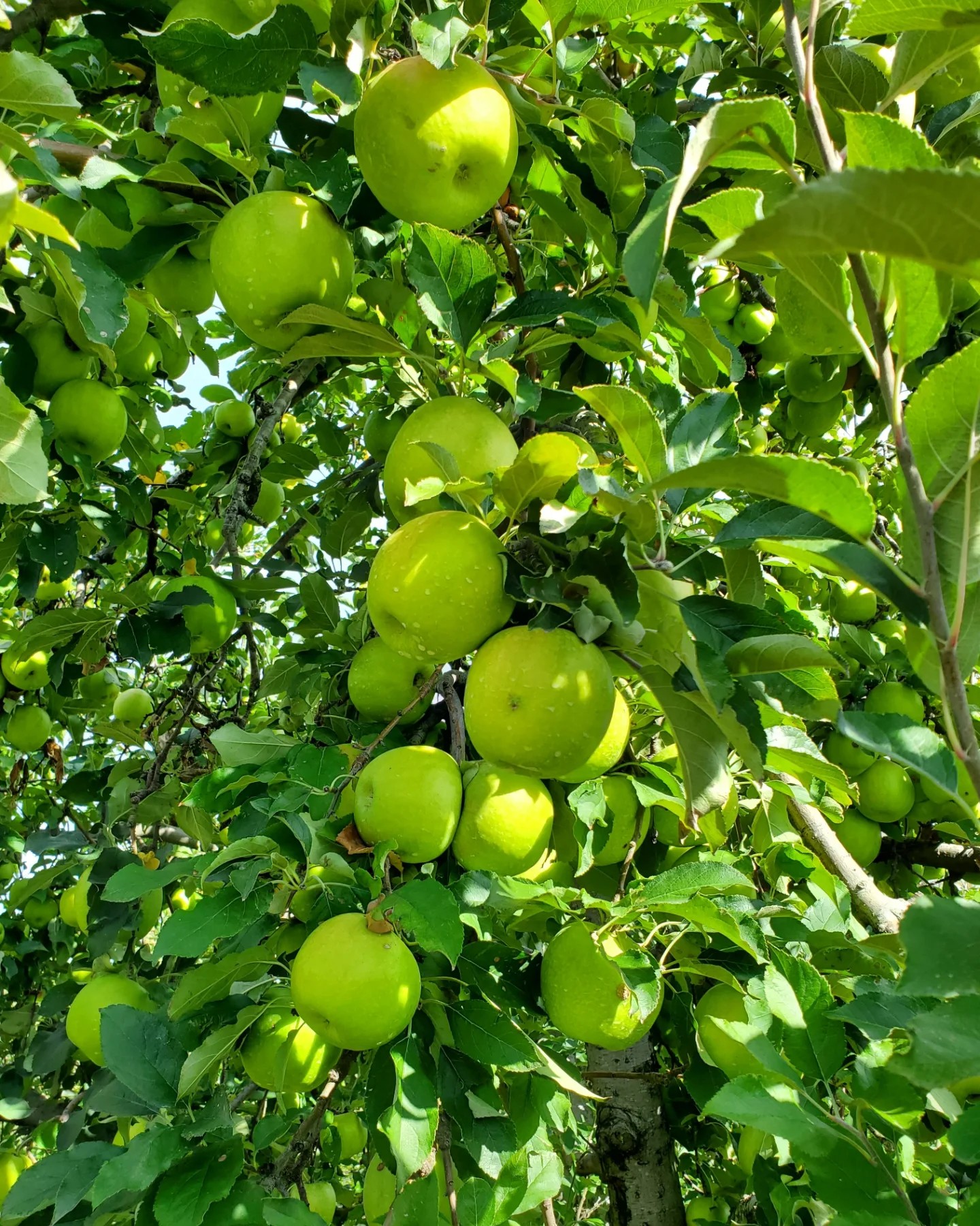 465454300_1056373962932043_4182108235547972097_n