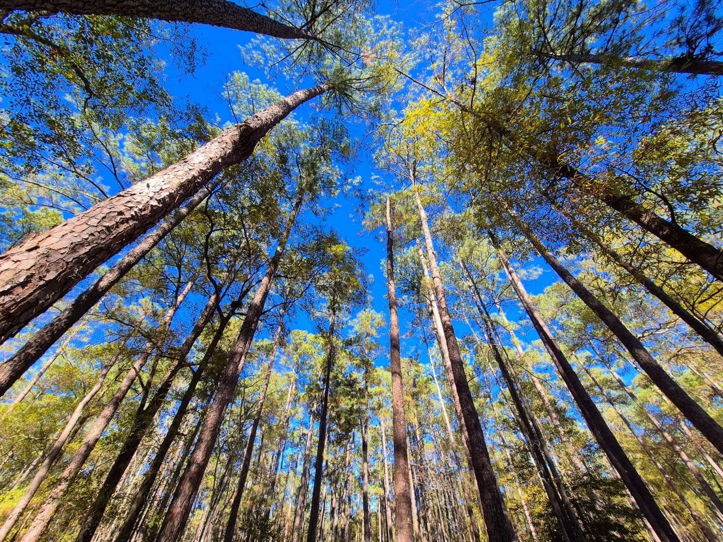 Congaree National Park: Gators, Swamp Foxes, and Champion Trees