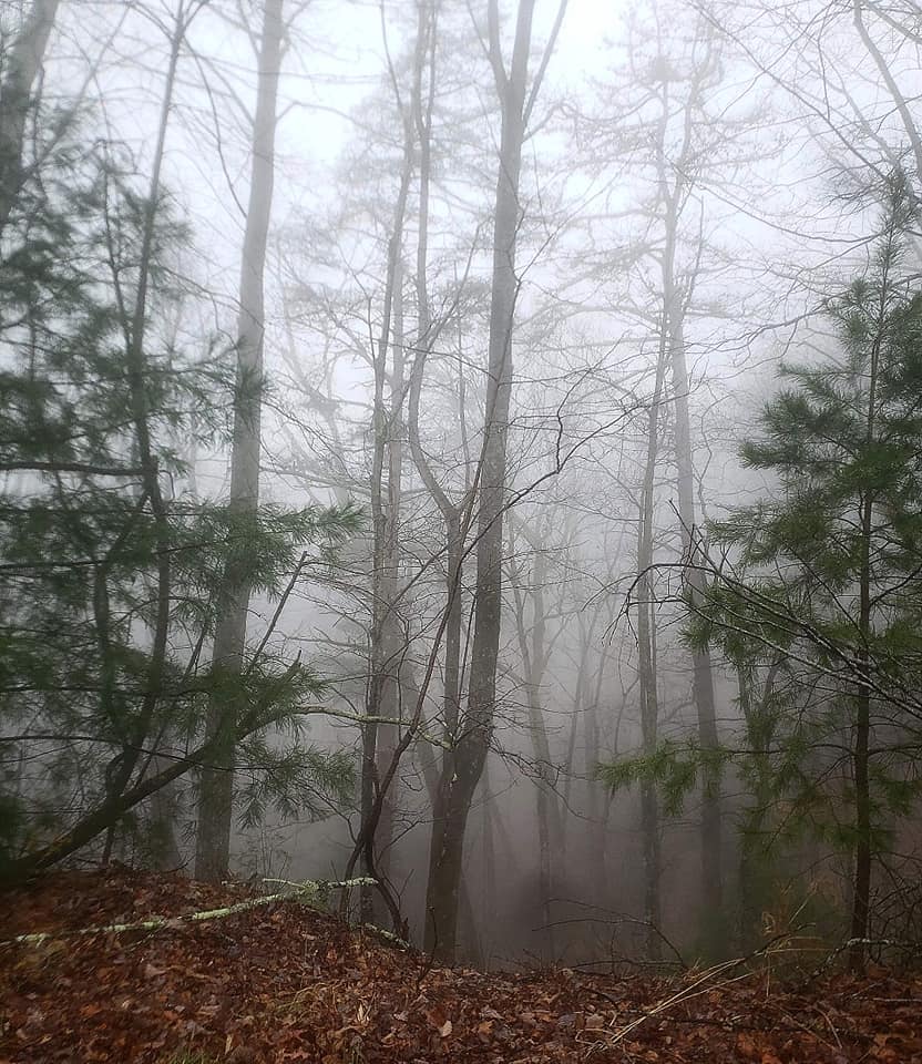 Georgia’s Chattahoochee-Oconee National Forest: Cherokee Homeland, The Gold Rush, & Preserved Appalachia